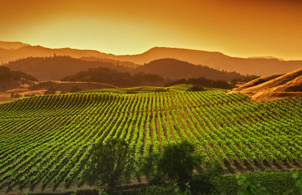 Napa CA