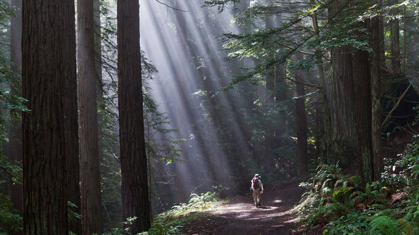 Redwood Forest in Northern California