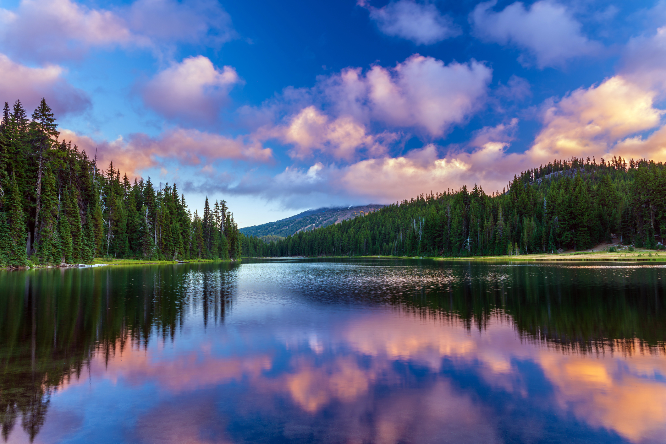 Beautiful Lake with Evergreens
